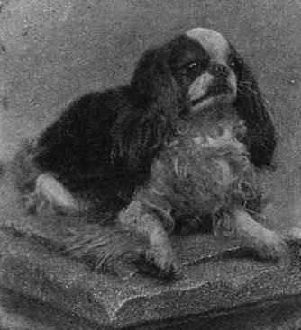 File:Blenheim Spaniel 1903.jpg