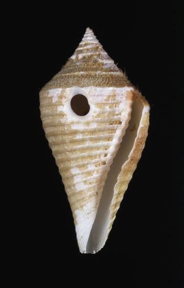 File:Conasprella bajanensis 001.jpg