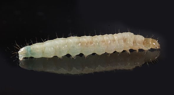 File:Eposlarvae.jpg