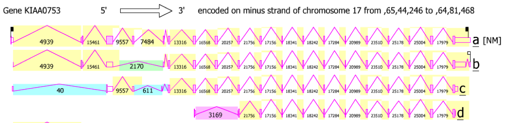 Shows the four variants of human KIAA0753 and their exon locations