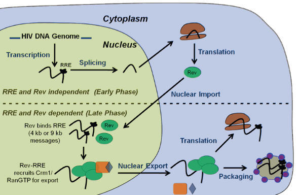 File:HIV REV RRE FUNCTION.png