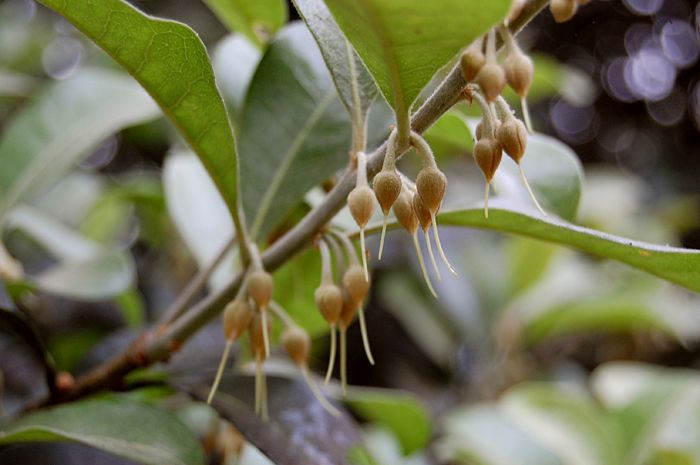 File:Hairy Xantolis.jpg