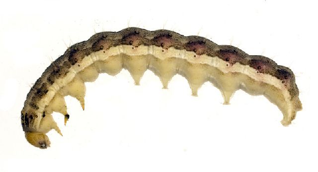 File:Helicoverpa gelotopoeon larva.jpg