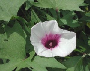 File:Ipomoea batatas.jpg