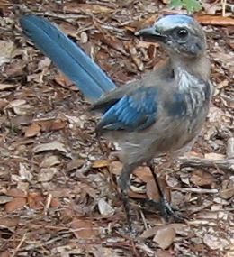 File:Juvenile Florida scrub jay 03.jpg