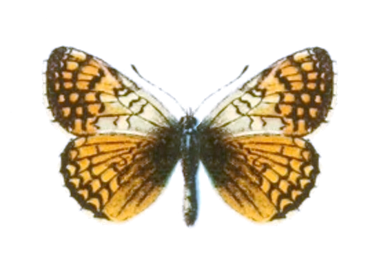 File:Melitaea solona evadne - Seitz.png