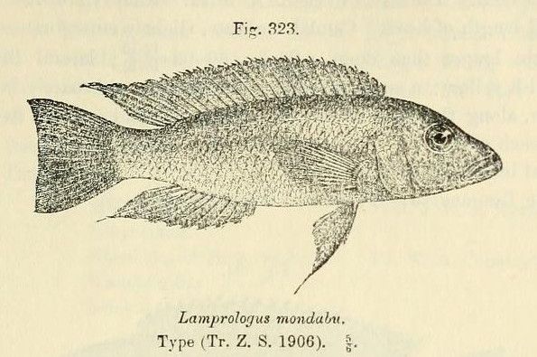 File:Neolamprologus mondabu.jpg