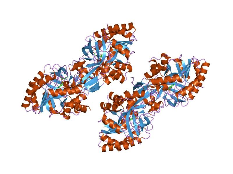 File:PDB 1szr EBI.jpg