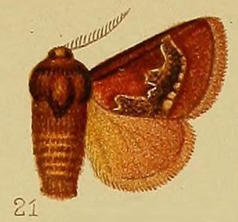 File:Pl.39-fig.21-Miresa semicalida Hampson, 1910.JPG