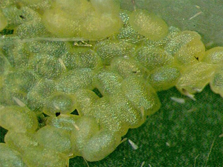 File:Plutella xylostella eggs.jpg