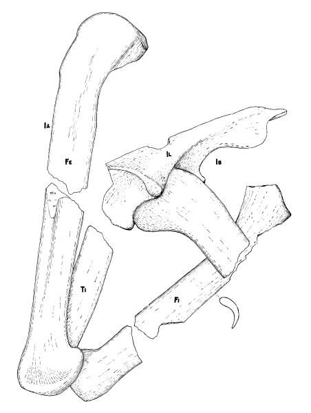 File:Poposaurus gracilis Mehl.jpg