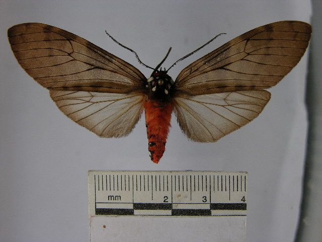 File:Praeamastus albipuncta.JPG