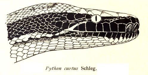 File:PythonCurtusRooij.jpg