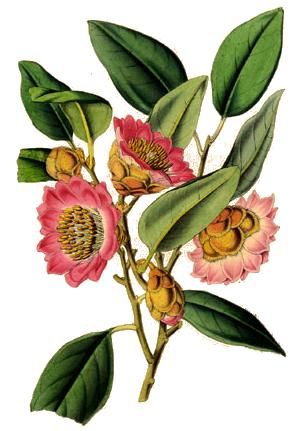 File:Rhodoleia championi - Lemaire.jpg