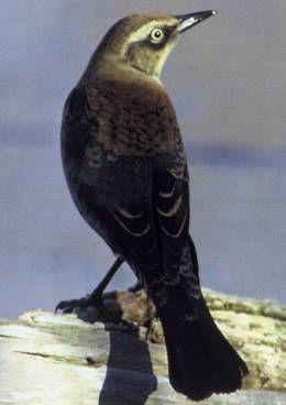 File:RustyBlackbird23.jpg