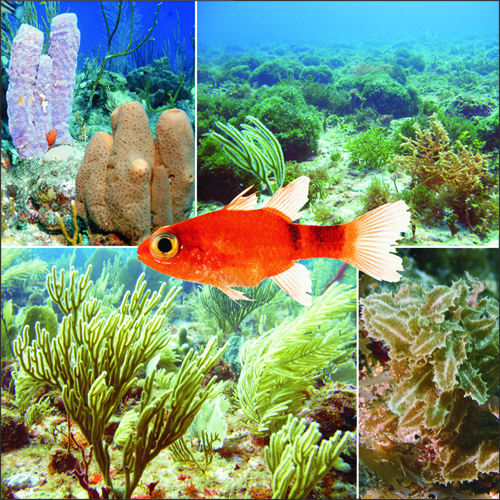 File:Saba Bank underwater atoll composite image.png