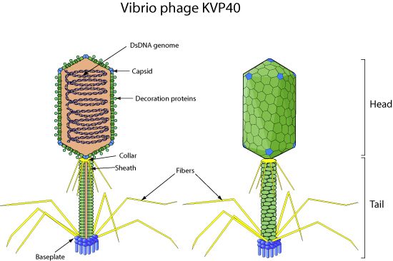 File:Schizot4likevirus virion.jpg