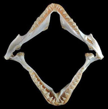 File:Squatina dumeril jaws.jpg