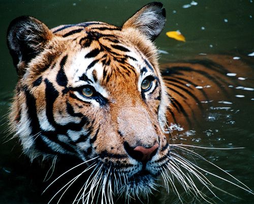 Malayan tiger