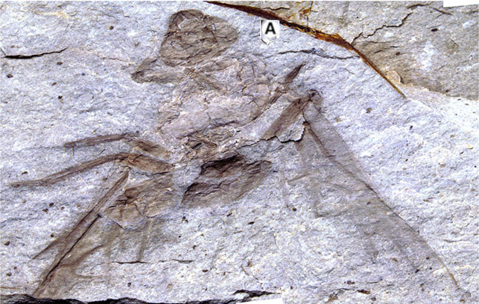 File:Titianomyrma sp BBM-PAL-2022-00001 Allenby Formation Fig1a.png