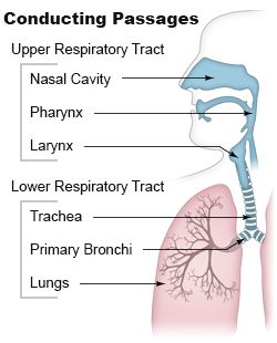 File:Upper respiratory tract.jpg