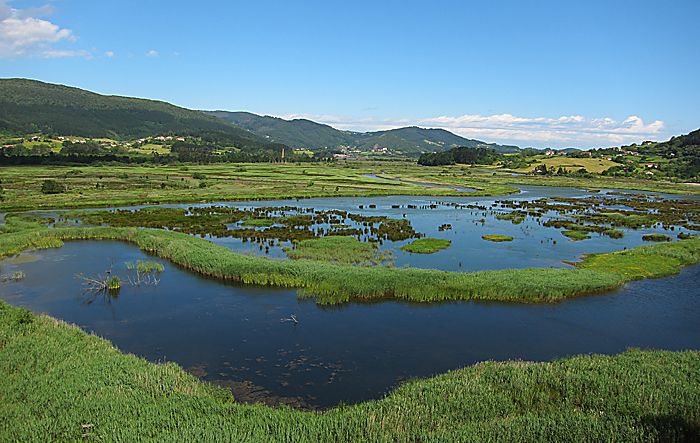 File:Urdaibai Bird Center 09 humedal.jpg