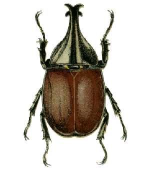 File:Xylotrupes ulysses (CSIRO CommonAustralianInsectName public domain image).jpg