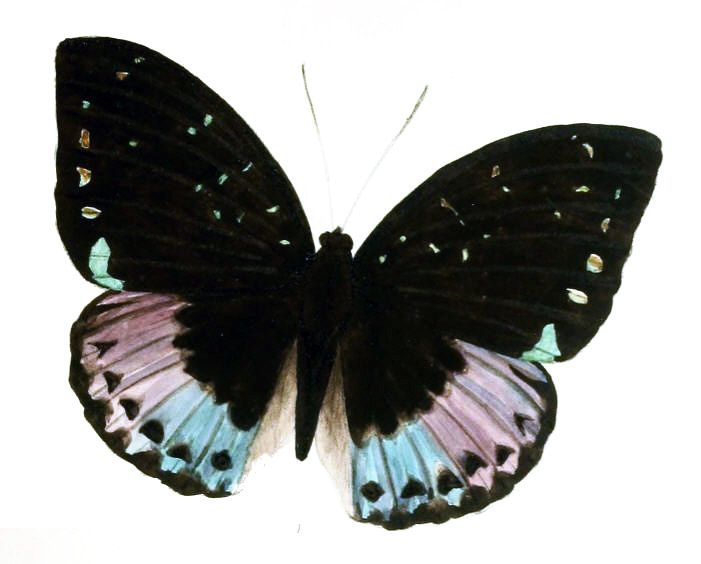 File:AdoliasCyanipardus215 1.jpg