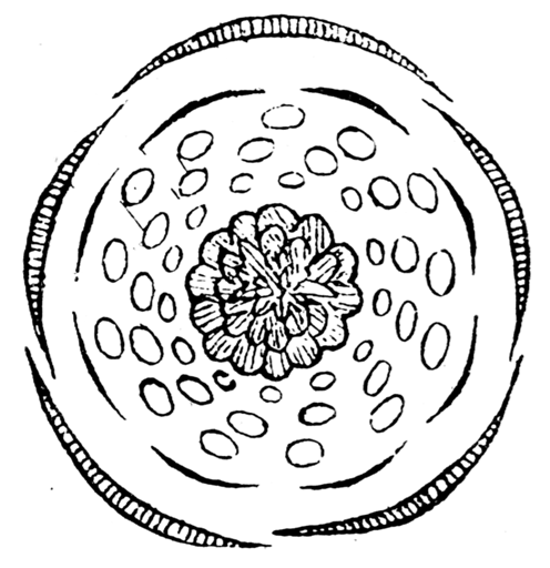 File:Adonis autumnalis flowerdiagram.png