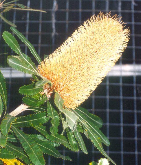 File:Banksia serrata flwr1 email.jpg