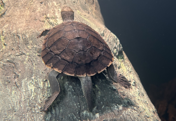 File:Bellinger River Turtle from behind.png