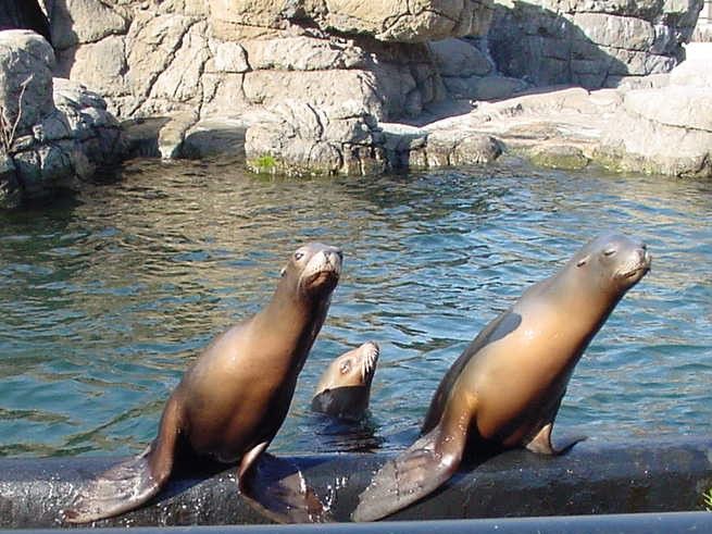 File:CaliforniaSeaLions-SeaLionCourt-January-11-2007.jpg