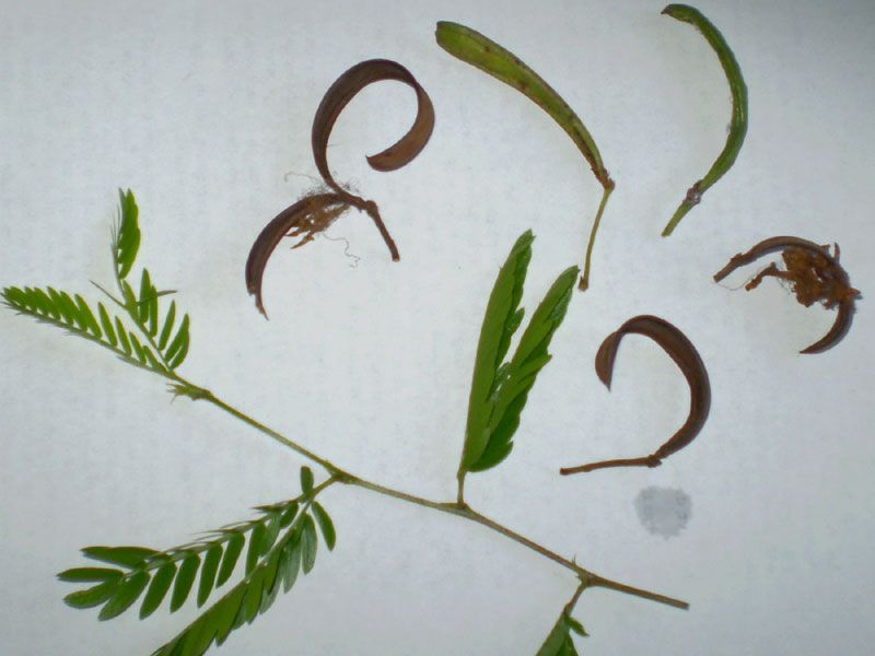 File:Calliandra S- pods.jpg