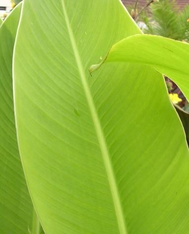 File:Canna Argentia 01.jpg