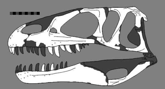 File:Dubreuillosaurus reconstructed skull.png