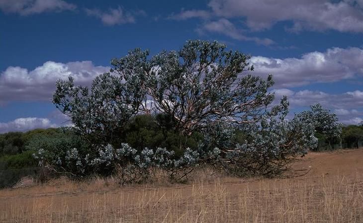 File:Eucalyptus macrocarpa habit.jpg