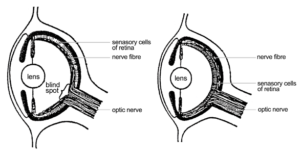 File:Evolution eye.png