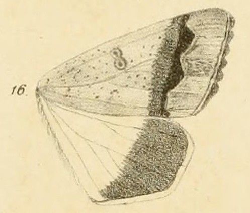 File:Fig.16-Ophiusa dianaris (Guenée, 1852) (syn.Pandesma tempica).jpg