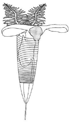 File:Graptolite appendages.png