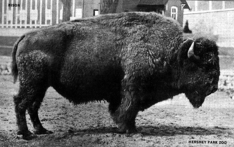 File:Hershey Zoo Bison.JPG