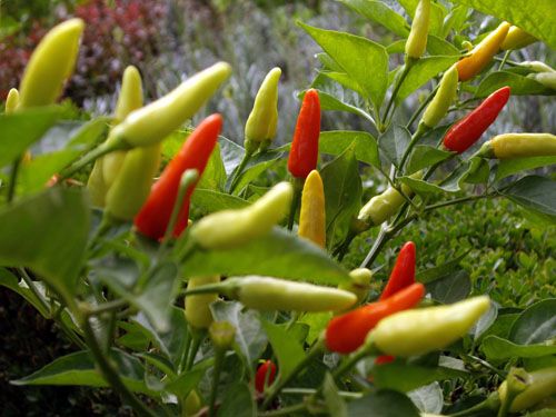 File:Hot chilly pepper.jpg