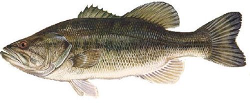 File:Largemouth-bass.jpg