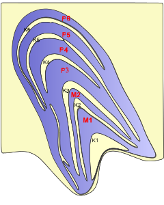 File:M P and K cells.png