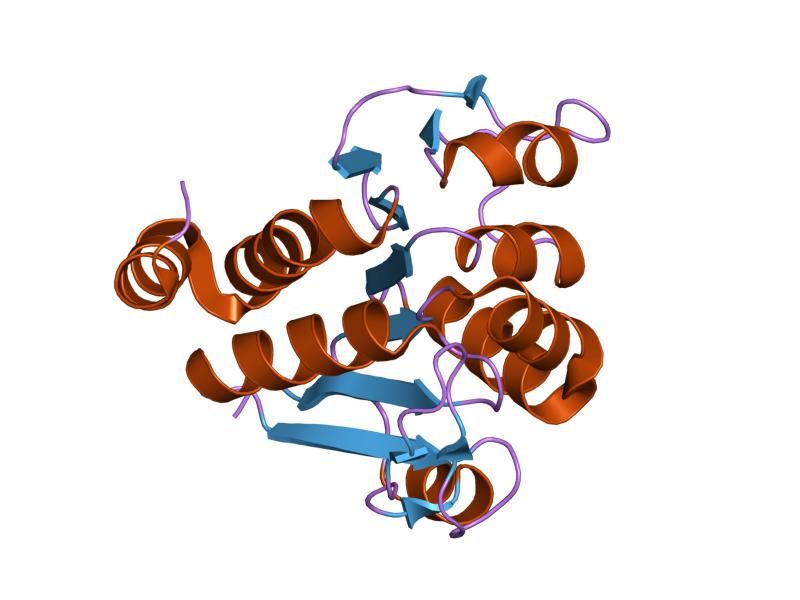 File:PDB 1p5f EBI.jpg