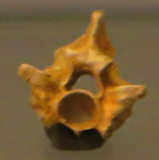 File:Palaeopython vertebra.jpg