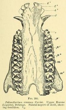 File:Palaeotherium crassum lower jaw illustration.jpg