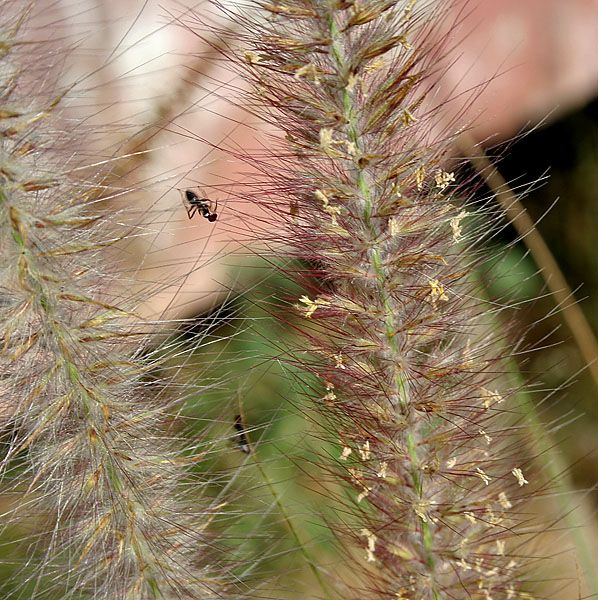 File:Pennisetum hohenackeri W IMG 4147.jpg