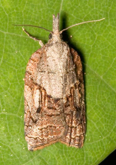 File:Platynota idaeusalis.jpg