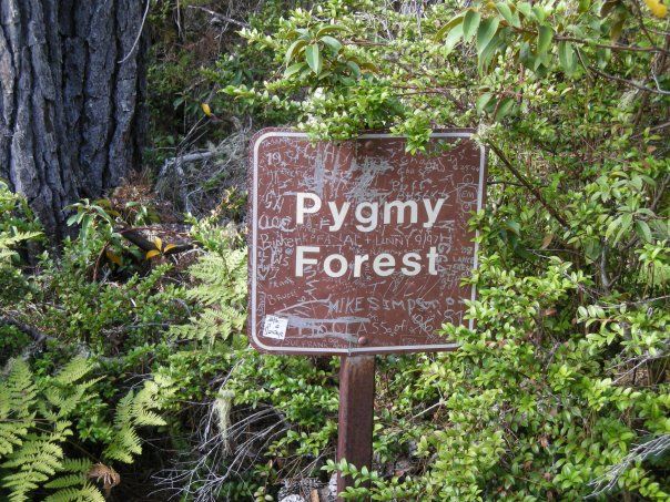 File:Pygmyforestsign.jpg