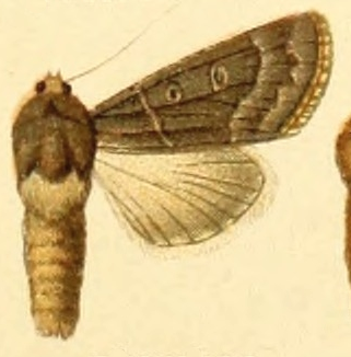 File:Rhyacia plumbea.png